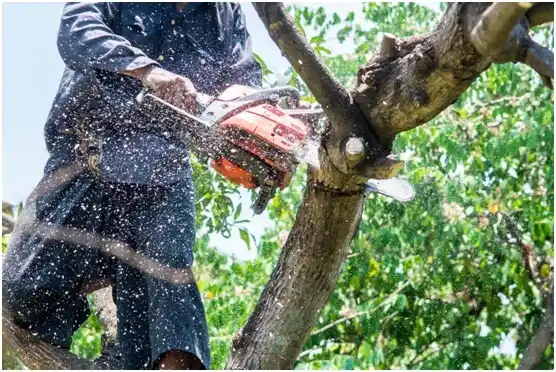 tree services East Port Orchard